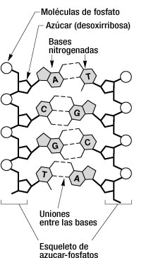 Estructura del ADN