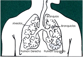 Pulmones.png