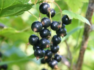 800px-Black_currant_(cassis)
