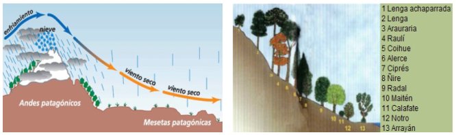 Argentina fría Efecto de la cordillera en los vientos húmedos; variación de la vegetación arbórea según la altura