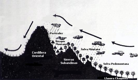 bioma Salta 05 Dinámica de las yungas: esquema que muestra cómo la cordillera fuerza las precipitaciones de los vientos que vienen cargados de humedad y da lugar a la formación de las yungas