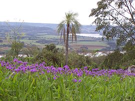 Vista de árboles y pastos del Cerro San Javier, al fondo el río Uruguay