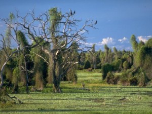 Bañado de la Estrella