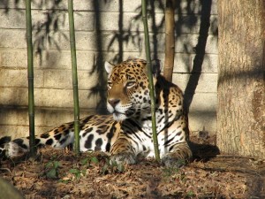 Climas y biomas de la provincia de Corrientes