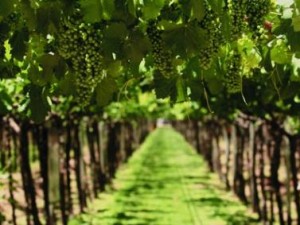 Viñedo cuyano