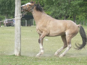Fiestas nacionales en La Pampa