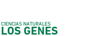 Los Genes